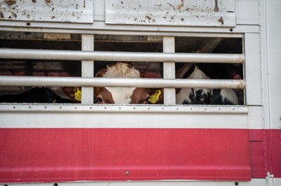 Krávy v transportu na hranicích v Turecku - Nevinné oběti